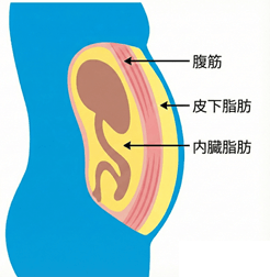 TOFI（Thin on the Outside, Fat on the Inside）「隠れ肥満」や「スキニーファット」