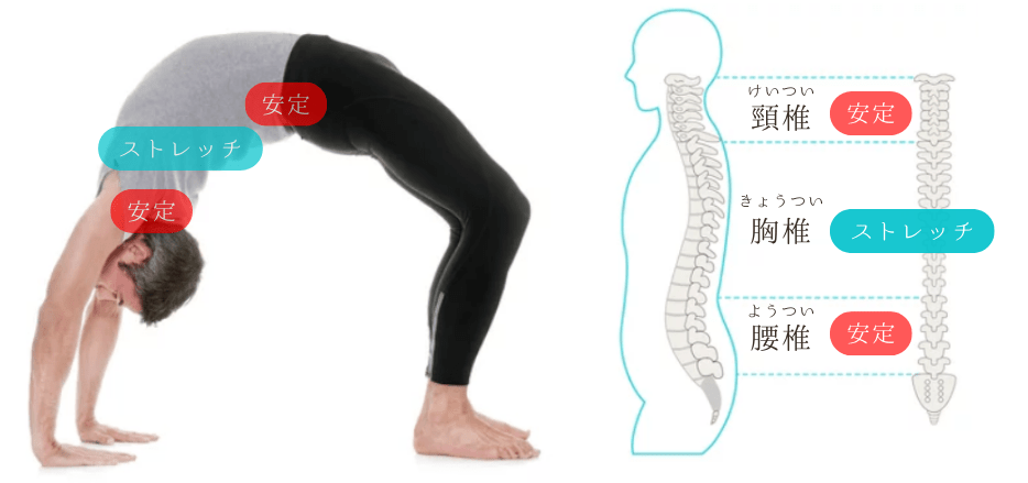 ブリッジのコツは胸椎を伸展させること