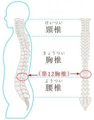 ブリッジを上達させるコツは第12胸椎をグッと上に押すこと