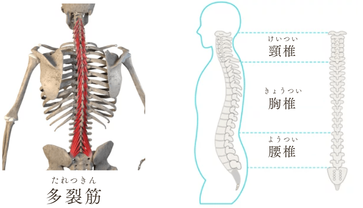 多裂筋、頸椎、胸椎、腰椎