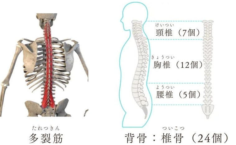 背骨と多裂筋の関係