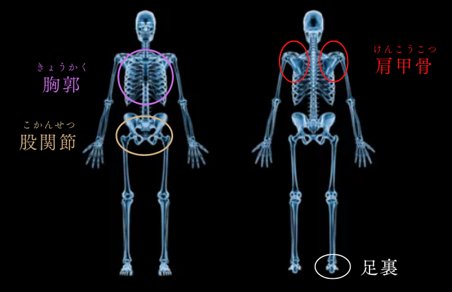 レッスン前のストレッチでは股関節、胸郭、肩甲骨、足裏をほぐす