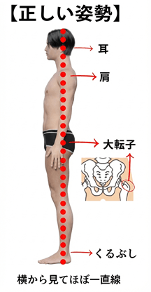 正しい姿勢：頭頂からかかとまで一本の線で結ぶ